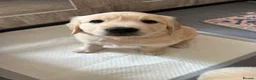 Golden Retriever dogs for sale: Beautiful Golden Retriever Puppies  - Advert 5