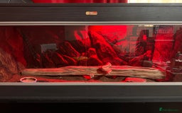 Boa Snake reptiles for sale: Super Albino Motley Boa Bwc - Image 7