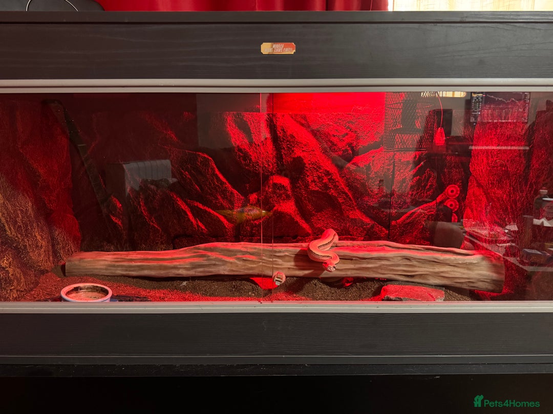 Boa Snake reptiles for sale: Super Albino Motley Boa Bwc - Image 7