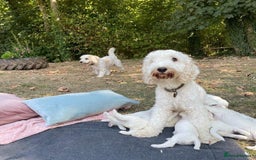 Cockapoo dogs for sale: Distinguished Cockapoo Puppies – Ready Today - Image 1
