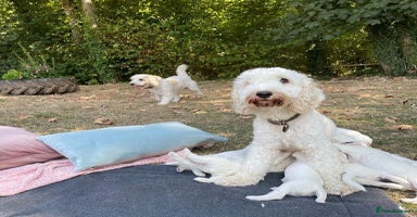 Cockapoo dogs - Advert 1