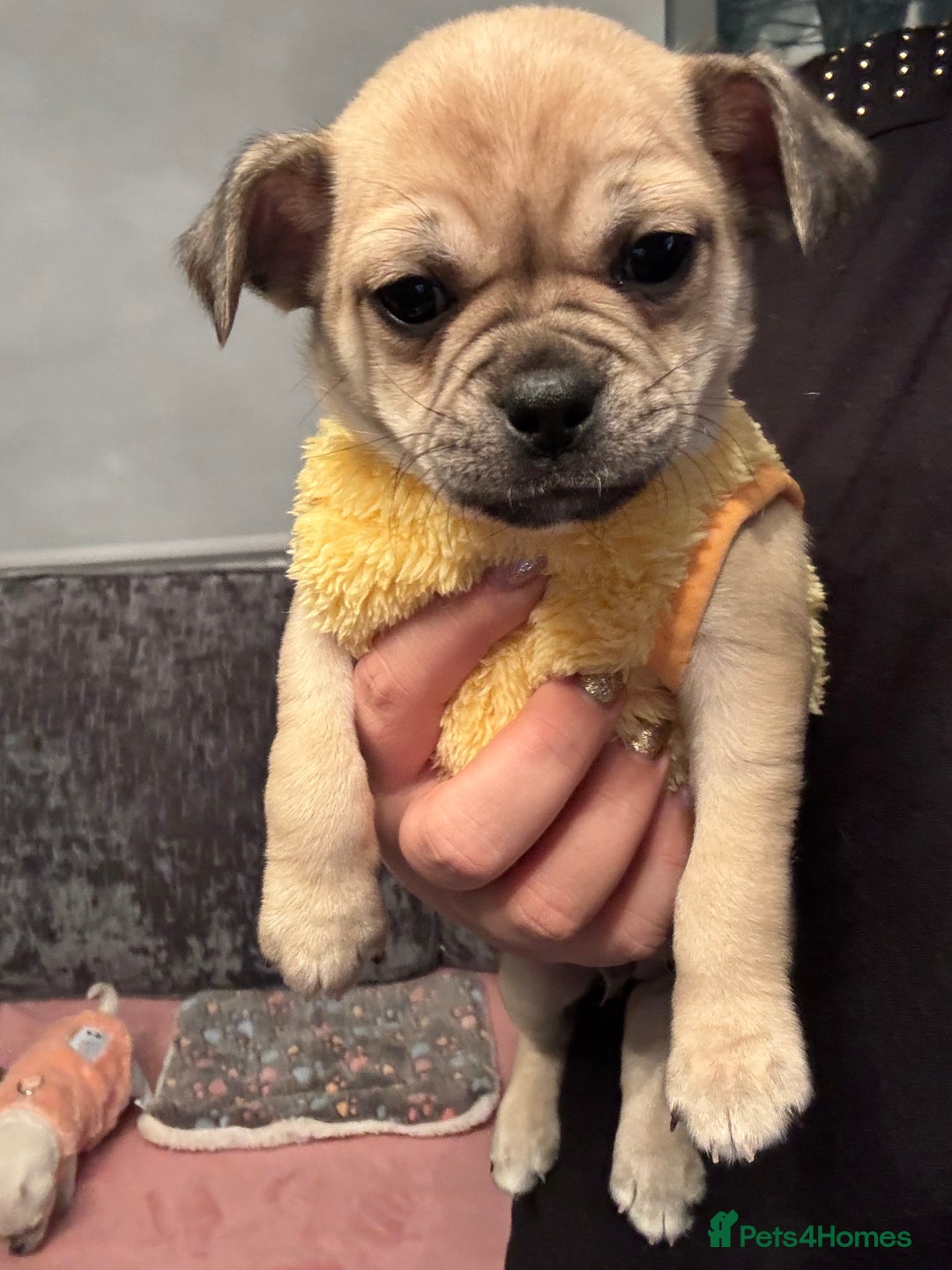 Chug dogs for sale: Lovely playful Chihuahua x Pug Puppies Boys Girls  - Advert 15