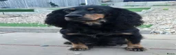 Cocker Spaniel dogs for sale: Working cocker spaniel puppy  - Advert 2