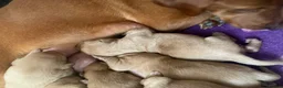 Labrador Retriever dogs for sale: KC Fully Health Tested Labrador Puppies  - Advert 12