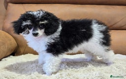 Toy Poodle dogs for sale: Gorgeous Tiny Toy Poodle Pups  - Image 5