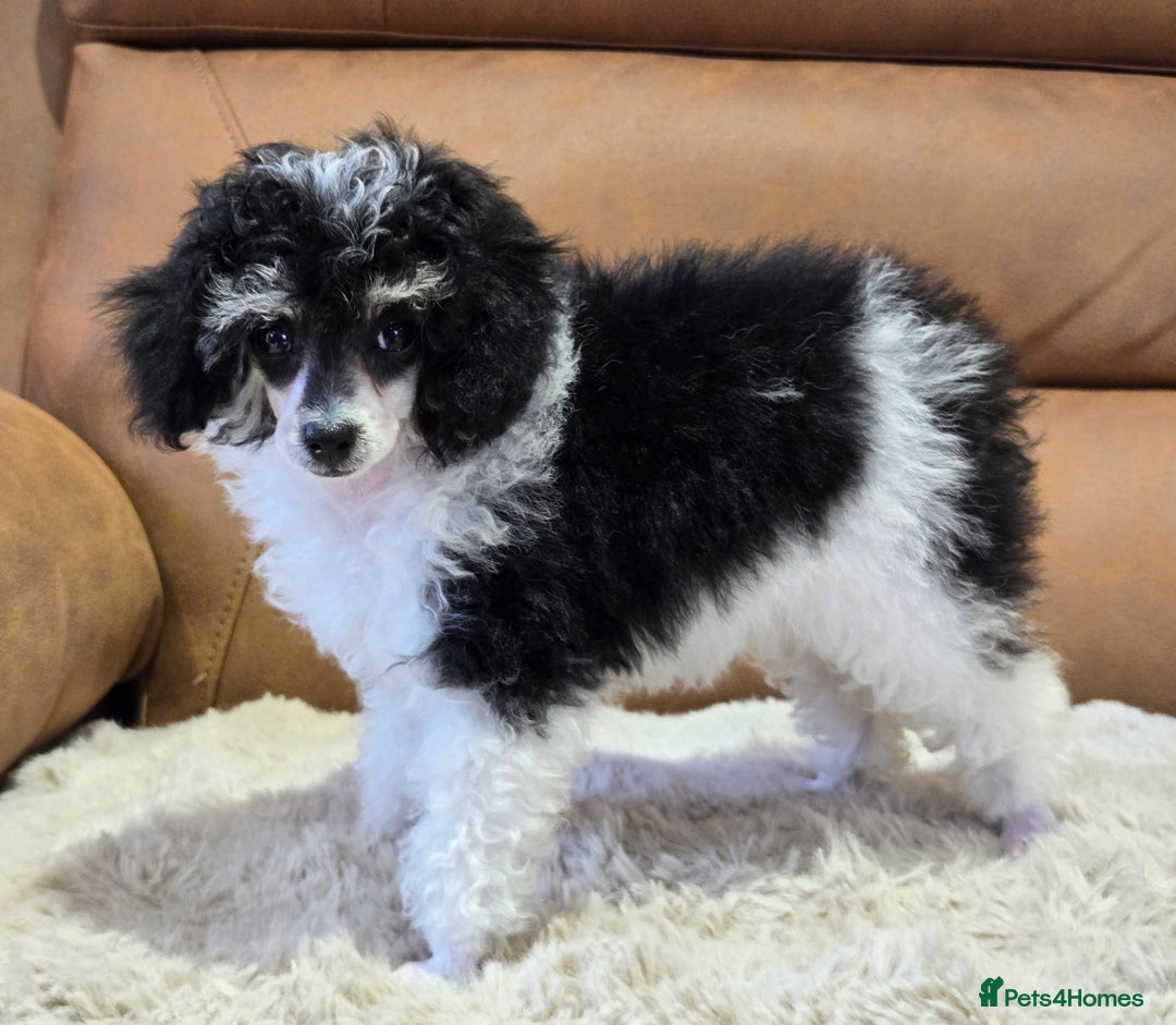 Toy Poodle dogs for sale: Gorgeous Tiny Toy Poodle Pups  - Image 5