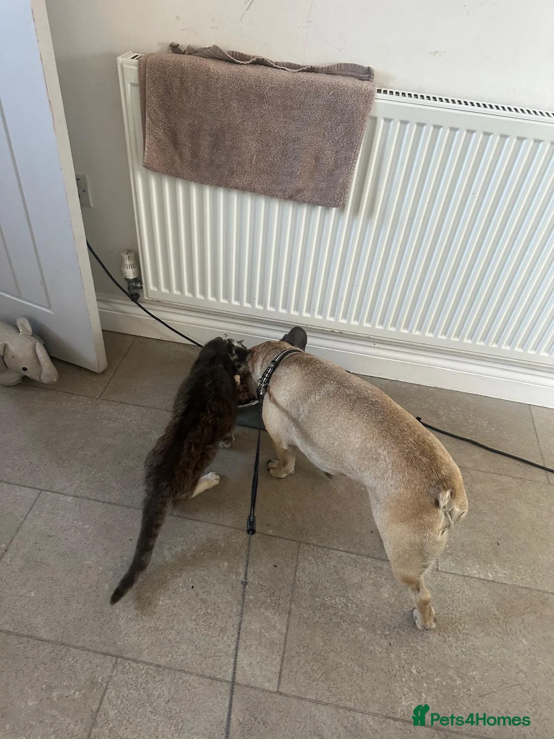 French Bulldog dogs for sale: Cash boy  - Advert 2