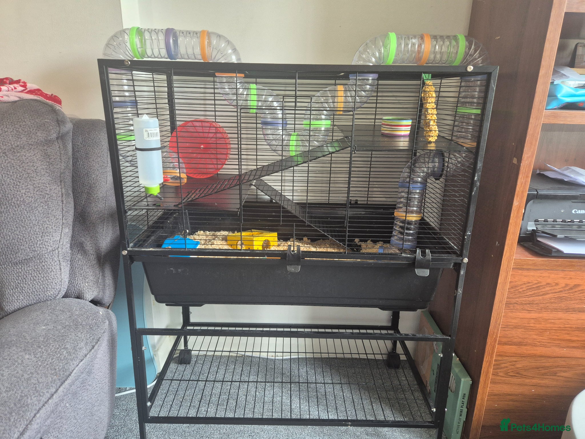 Hamster rodents for sale: Male Syrian hamster with cage and accessories  - Advert 3