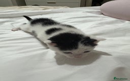 Mixed Breed cats for sale: 3 beautiful kittens - Dalmatian style  - Image 6