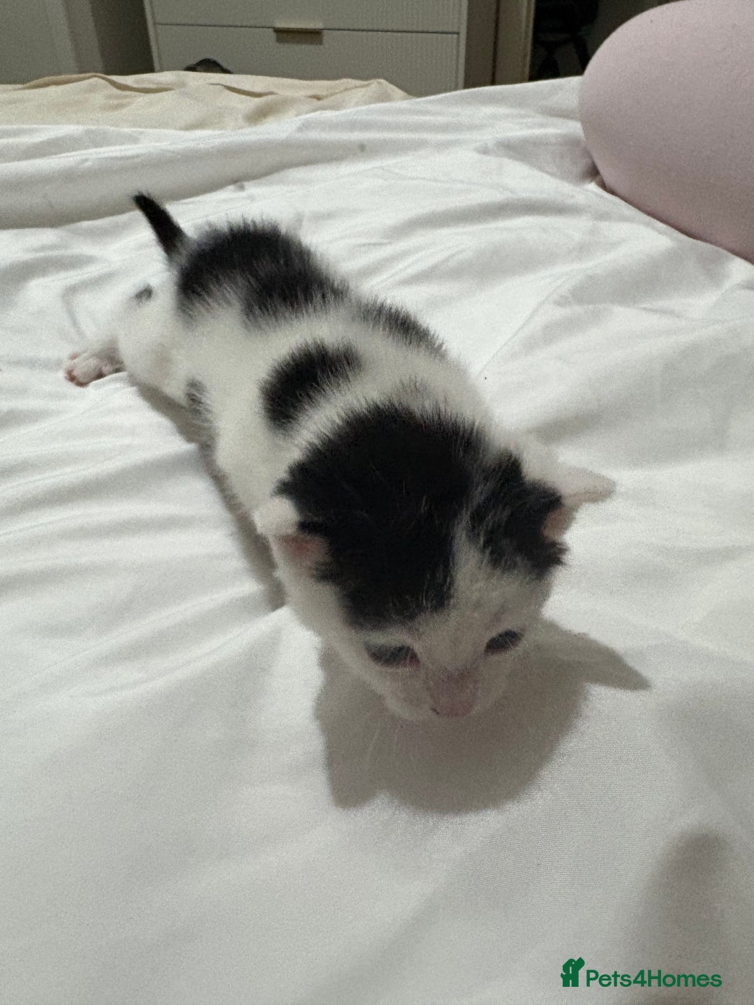 Mixed Breed cats for sale: 3 beautiful kittens - Dalmatian style  - Image 6