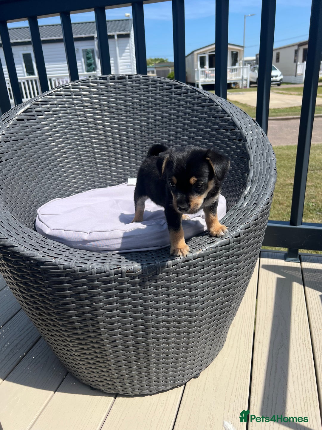 Chorkie dogs for sale: Chorkies - Image 2