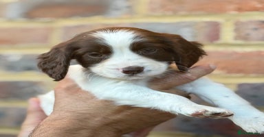 Sprocker dogs - Advert 14