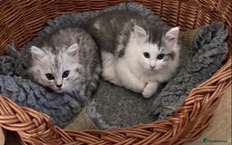 Mixed Breed cats for sale: Beautiful fluffy kittens  - Image 6