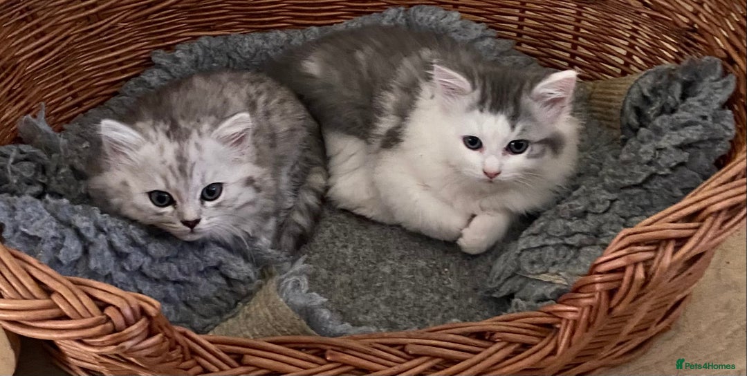 Mixed Breed cats for sale: Beautiful fluffy kittens  - Image 6