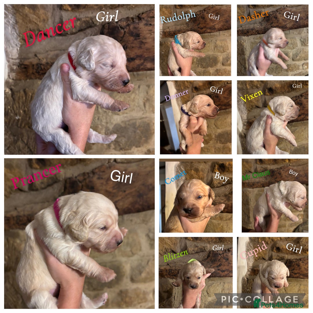 Mini Goldendoodle dogs for sale: 10 beautiful Miniature F1 GoldenDoodle puppies - Advert 26