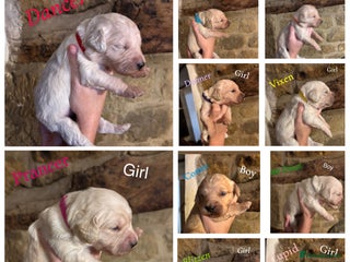 Mini Goldendoodle dogs 10 beautiful Miniature F1 GoldenDoodle puppies - Advert 18