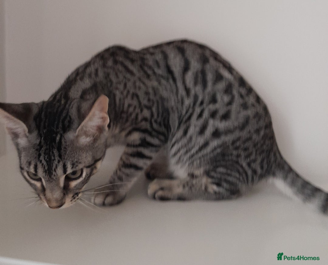 Savannah cats for sale: Full Pedigree TICA reg Savannah Girl Kitten - Image 15