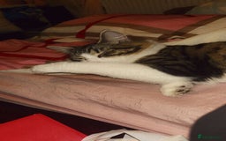 Maine Coon cats for sale: willow maine coon cross begal - Image 9
