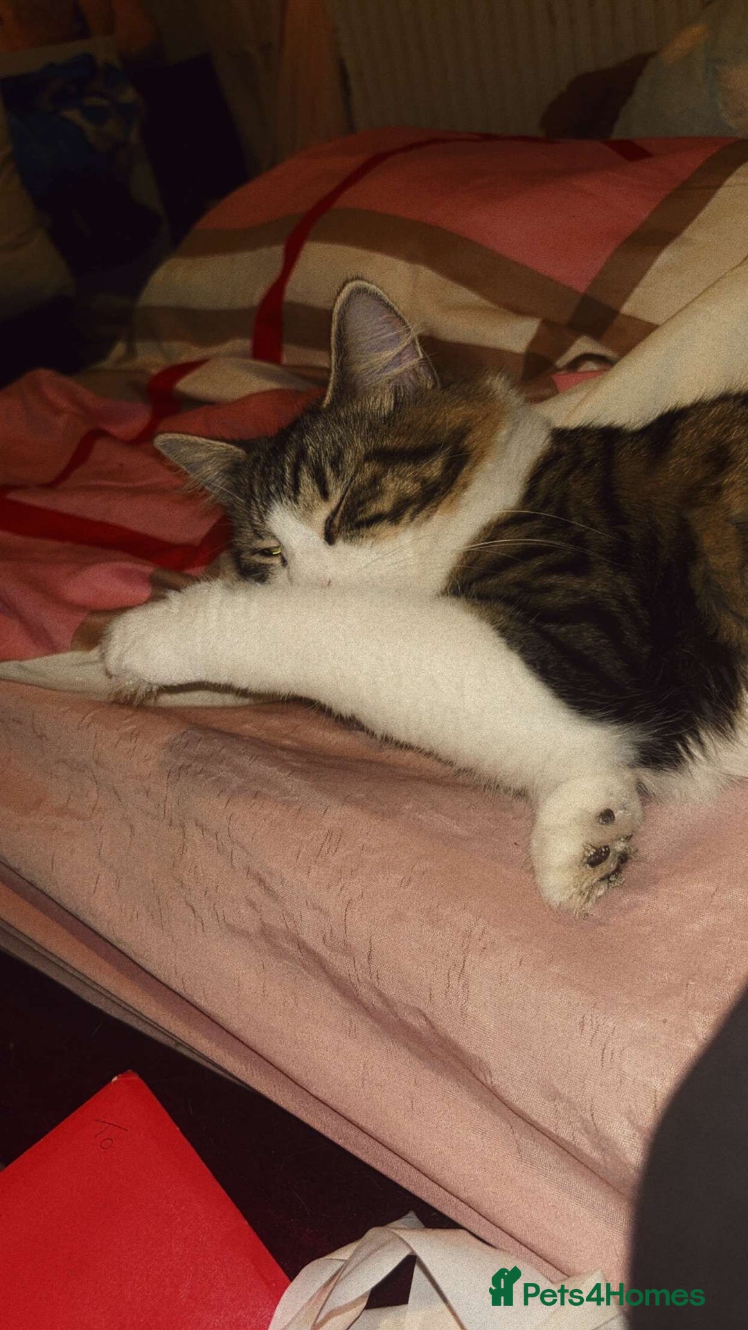 Maine Coon cats for sale: willow maine coon cross begal - Image 9