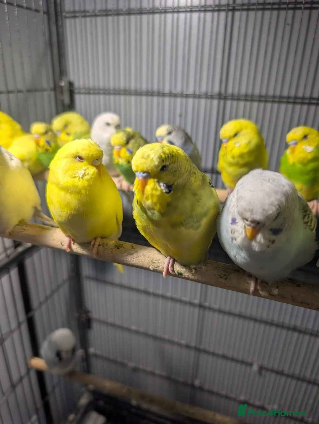 Budgerigars birds for sale: Lovely Group of Budgies  - Advert 13