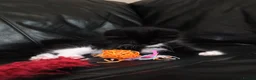 Turkish Angora cats for sale: Turkish Angora Mix Kittens - Advert 35