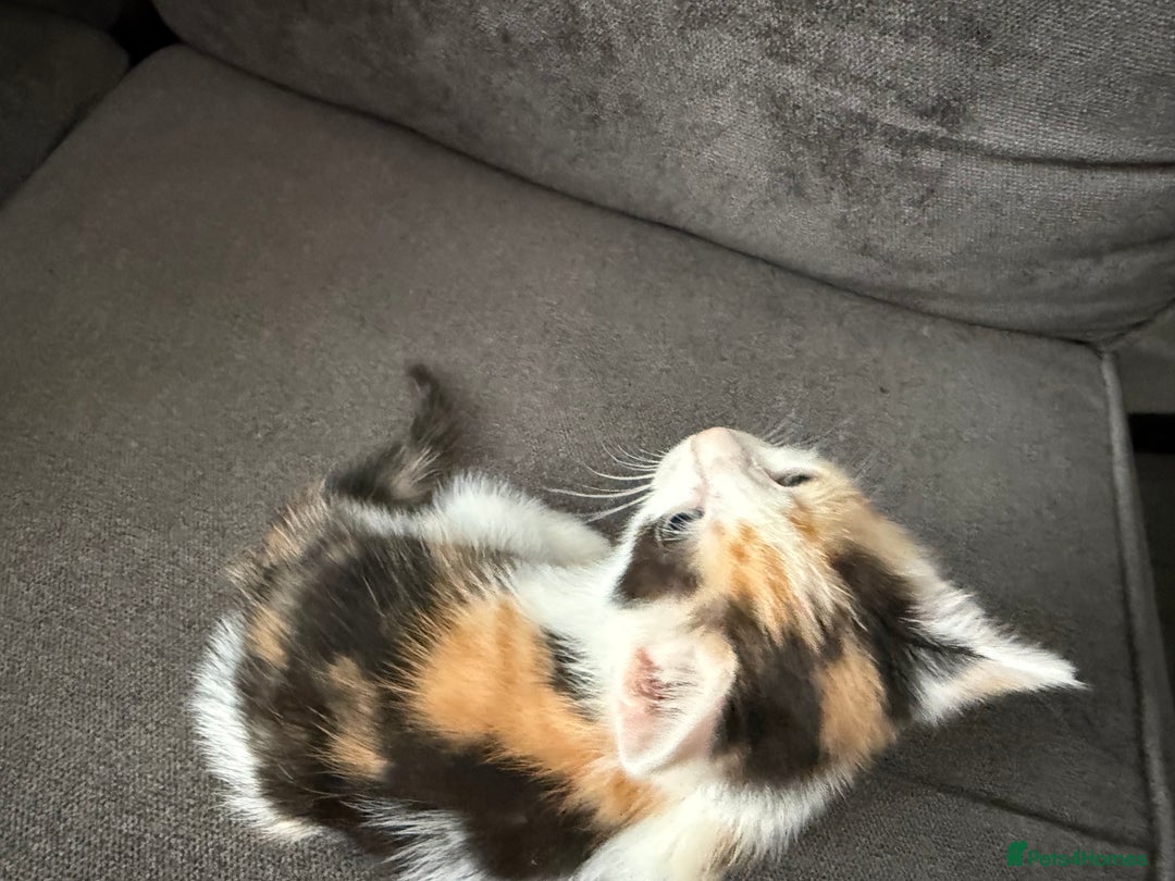 British Shorthair cats for sale: Beautiful calico kitten - Image 5