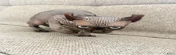 Sphynx cats for sale: Female Elf Sphynx Kitten – TICA Registered Parents - Advert 11