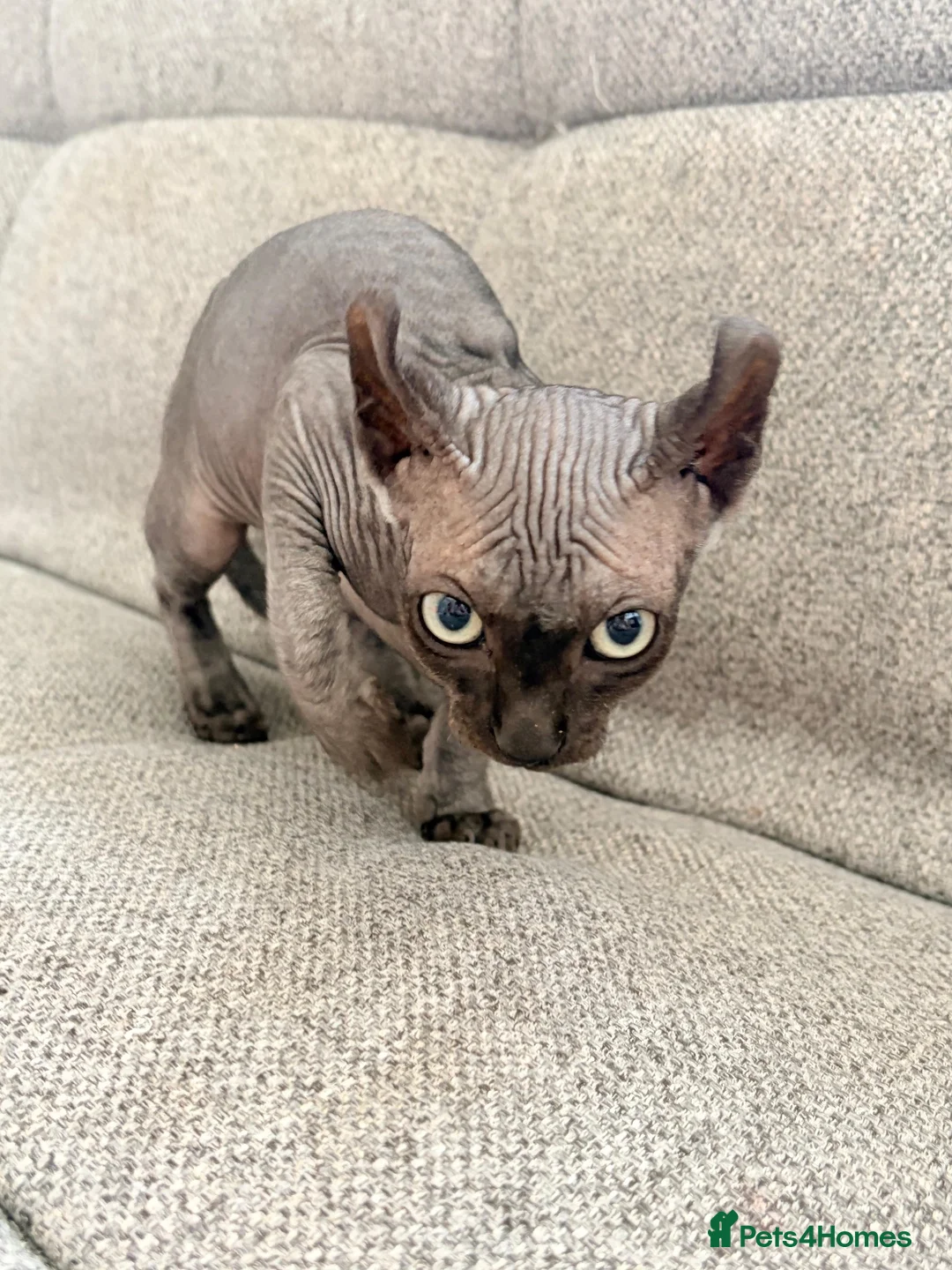 Sphynx cats for sale: Female Elf Sphynx Kitten – TICA Registered Parents - Advert 11