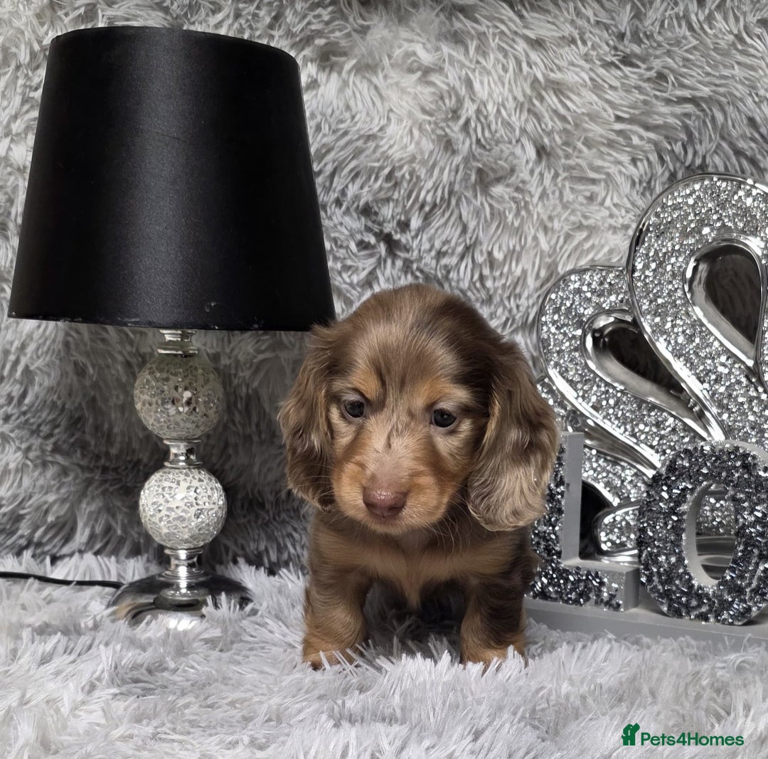 Miniature Dachshund dogs for sale: Adorable KC long coat boys available  - Advert 28