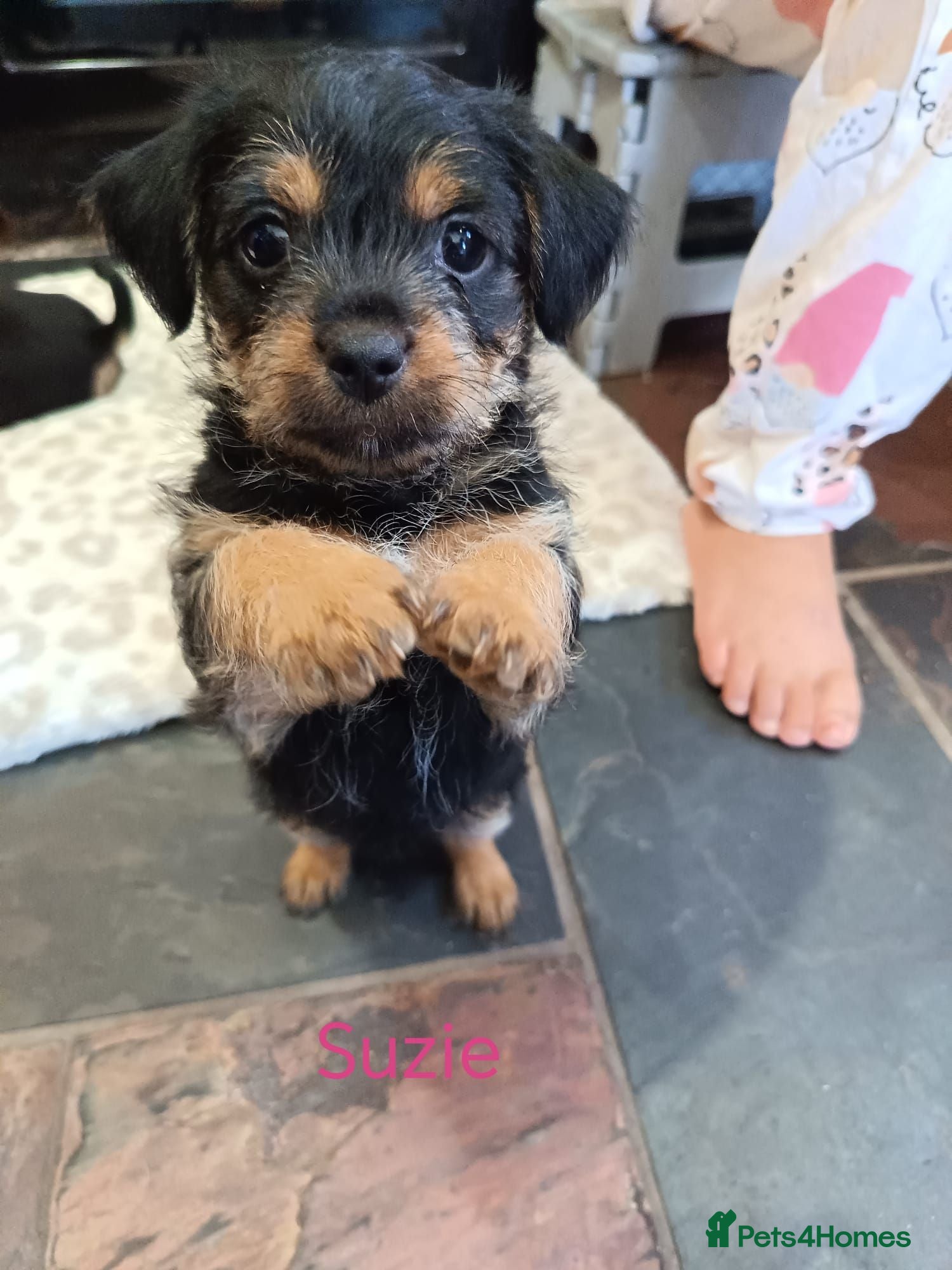 Chorkie dogs Chorkie puppies 🐶  - Advert 3