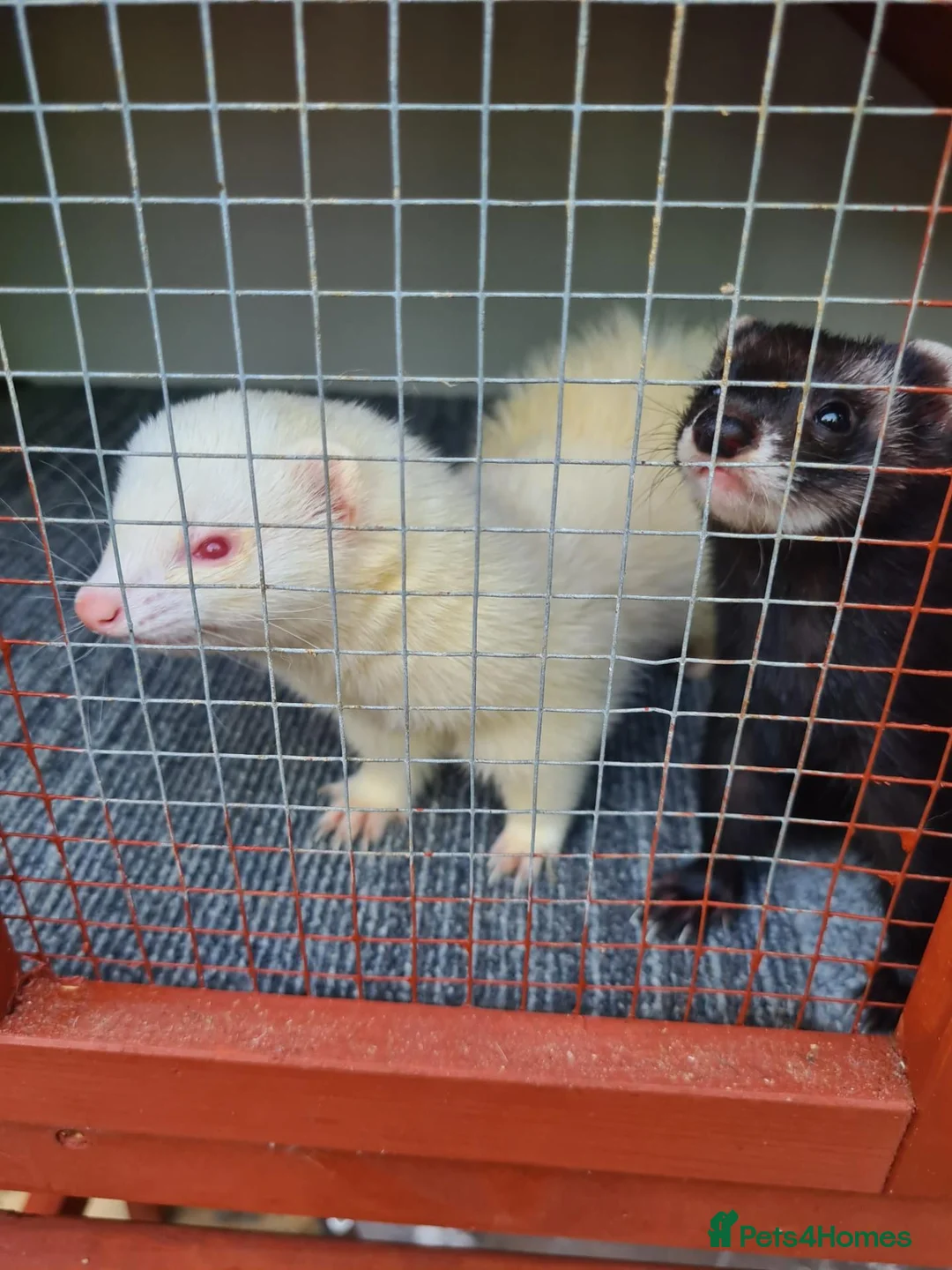 Ferret rodents for sale: 2 year old Female albino ferret  in Tamworth - Advert 2