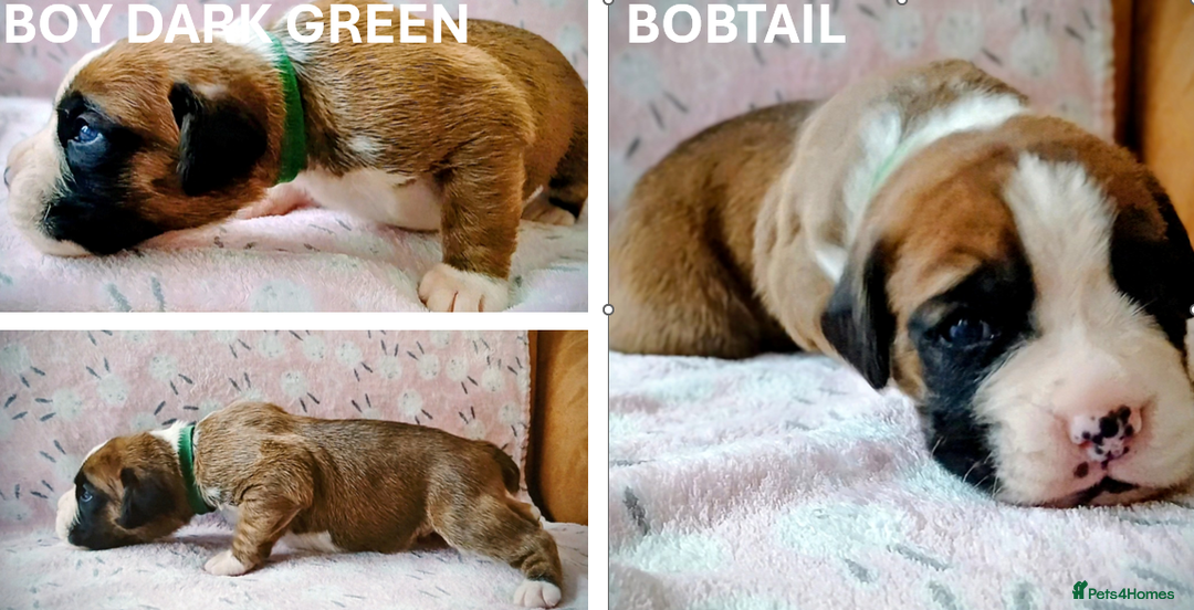 Boxer dogs for sale: 9 Boxer Puppies mix of bob&long tail ready 22 Jan - Advert 11