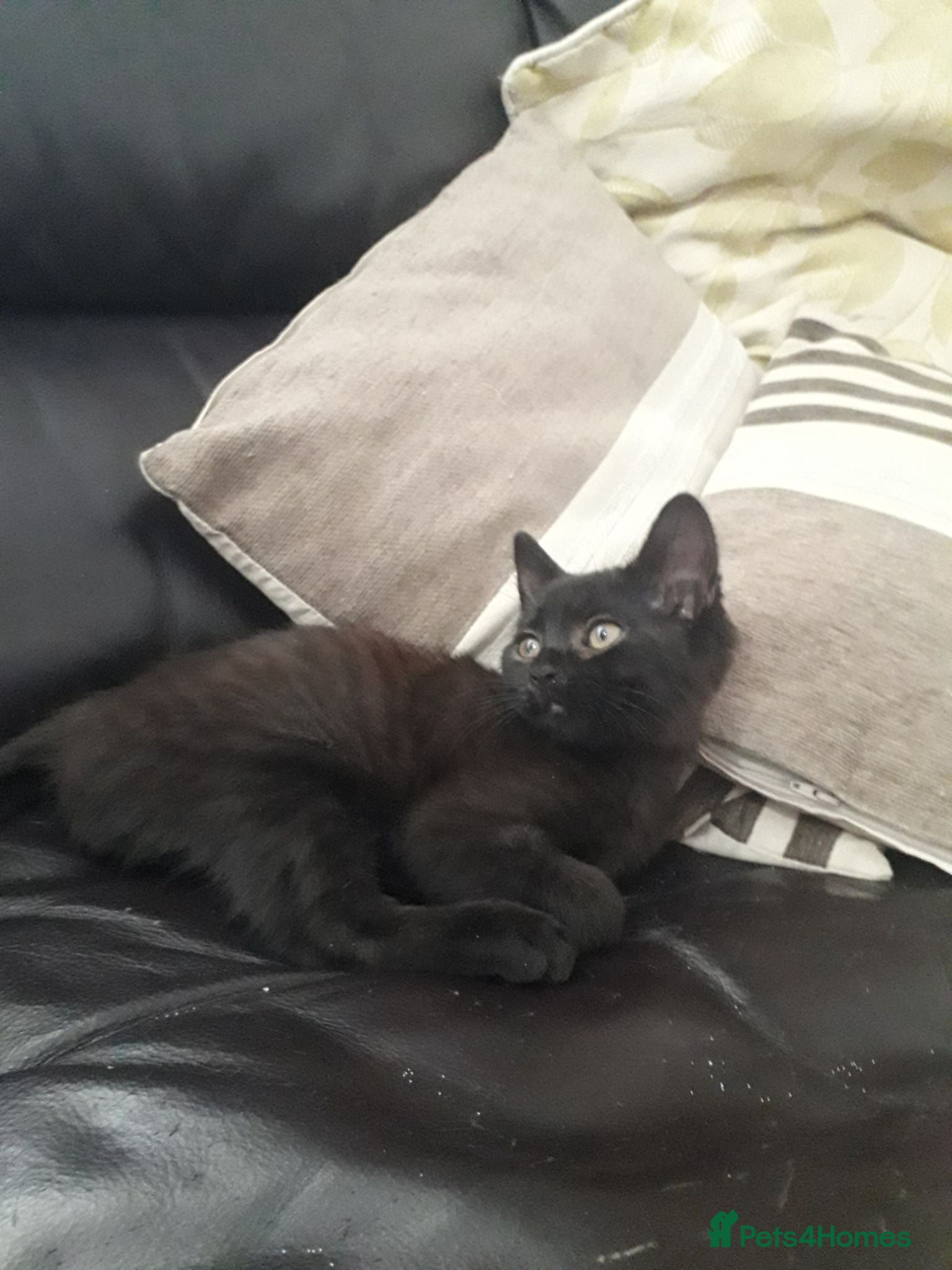 Mixed Breed cats 2 MALES KITTEN LEFT! READY TO LEAVE! - Advert 1