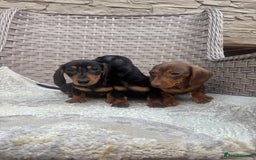 Miniature Dachshund dogs for sale: Miniature dachshunds (council licensed breeder) - Image 16