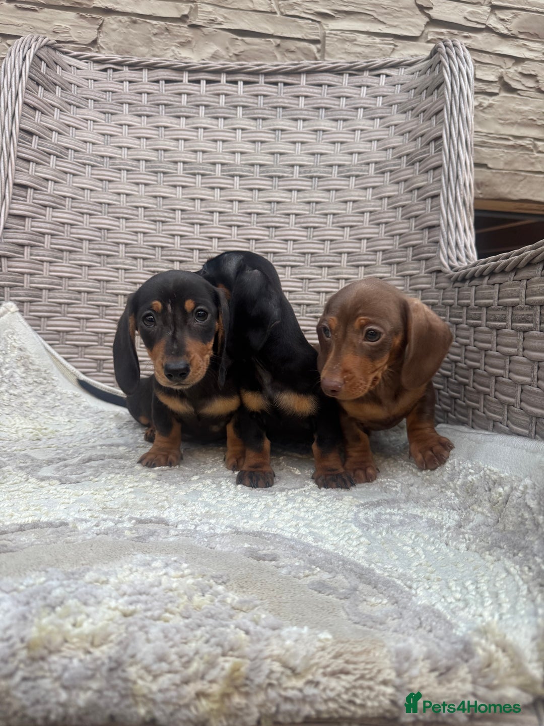 Miniature Dachshund dogs for sale: Miniature dachshunds (council licensed breeder) - Image 16