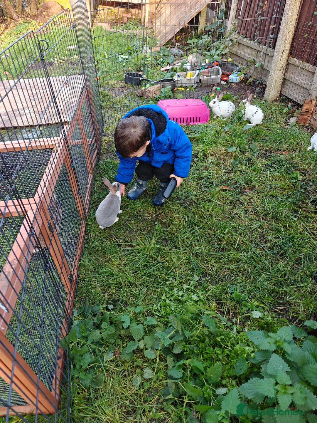 Rex rabbits for sale: Mini Rex Does - Advert 26