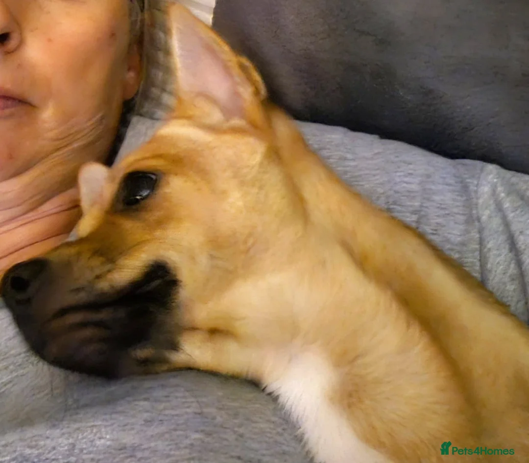 Pomchi dogs for adoption: ✨Meet NIRVANA, a Beautiful Lady for a Loving Home✨ in Nottingham - Advert 2