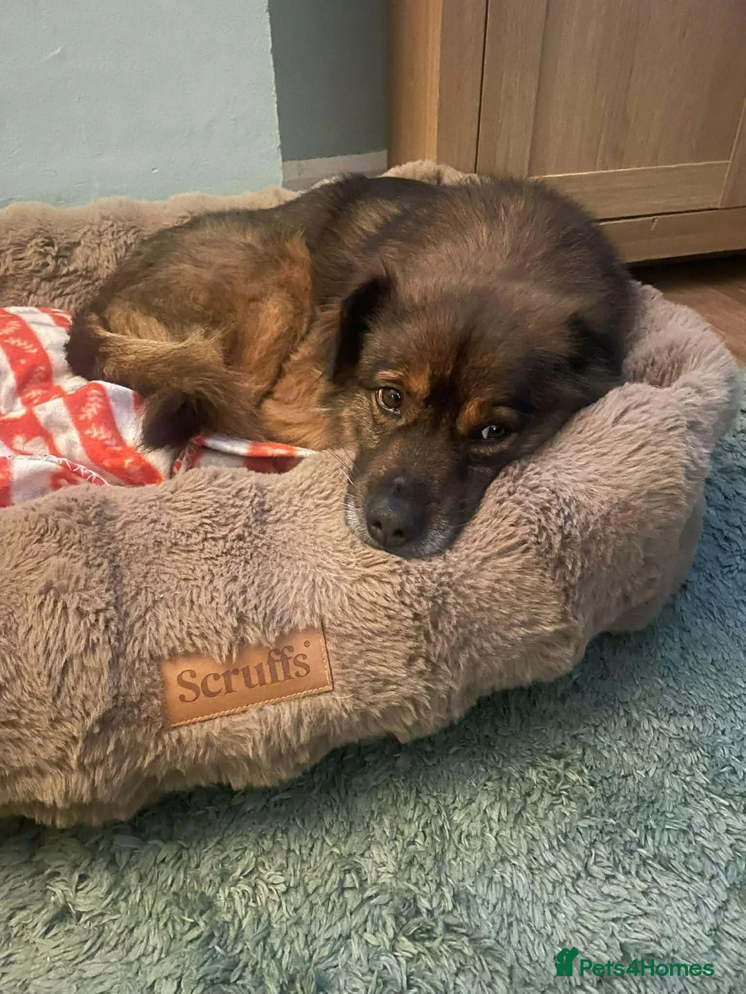 Mixed Breed dogs for adoption: RUSTY - Advert 4