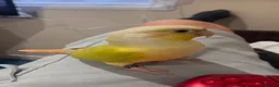 Conures birds for sale: Moon cheek conure  in Wickford - Advert 2