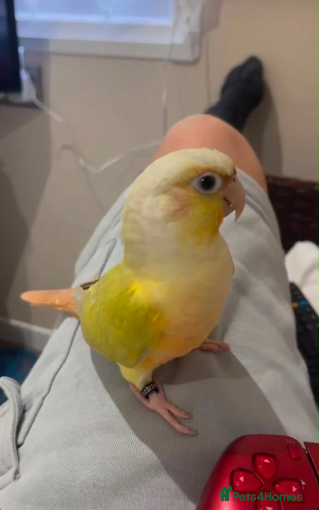 Conures birds for sale: Moon cheek conure  in Wickford - Advert 2