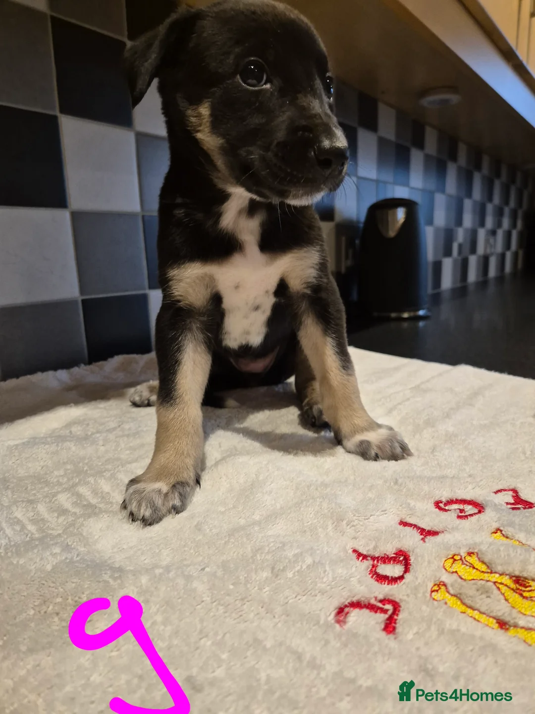 Mixed Breed dogs for sale: Saluki bull greyhound × Belgium malinois  - Advert 3