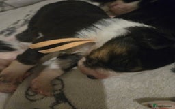 Border Collie dogs for sale: bored collie puppies  - Image 11