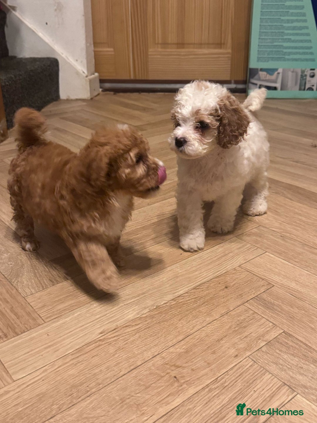 Mixed Breed dogs for sale: Cavapoo X Shihpoo puppies for sale - Image 10