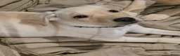 Labrador Retriever dogs for sale: Ready to leave labrador puppies 2girl 3male left  - Advert 5