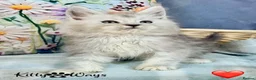 Maine Coon cats for sale: 🐾💠 *TICA REG* SILVER MAINE COON KITTENS 💠🐾 - Advert 15