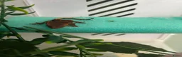 Gecko reptiles for sale: Crested geckos  - Advert 6