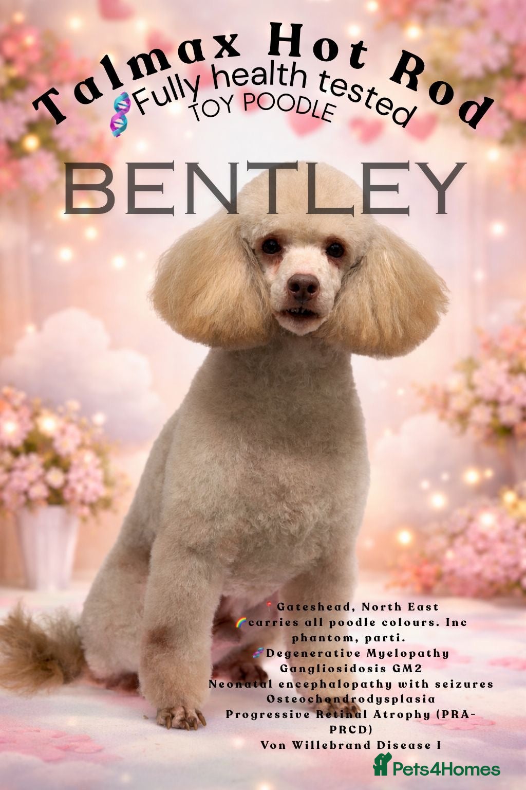 Toy Poodle dogs Toy poodle available for stud  in Rowlands Gill - Advert 16