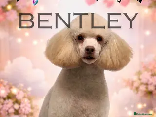 Toy Poodle dogs Toy poodle available for stud in Rowlands Gill - Advert 12