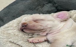 French Bulldog dogs for sale: Quality Frenchbull dogs - Image 12