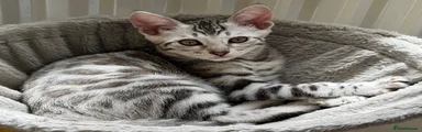 Bengal Kitten 1